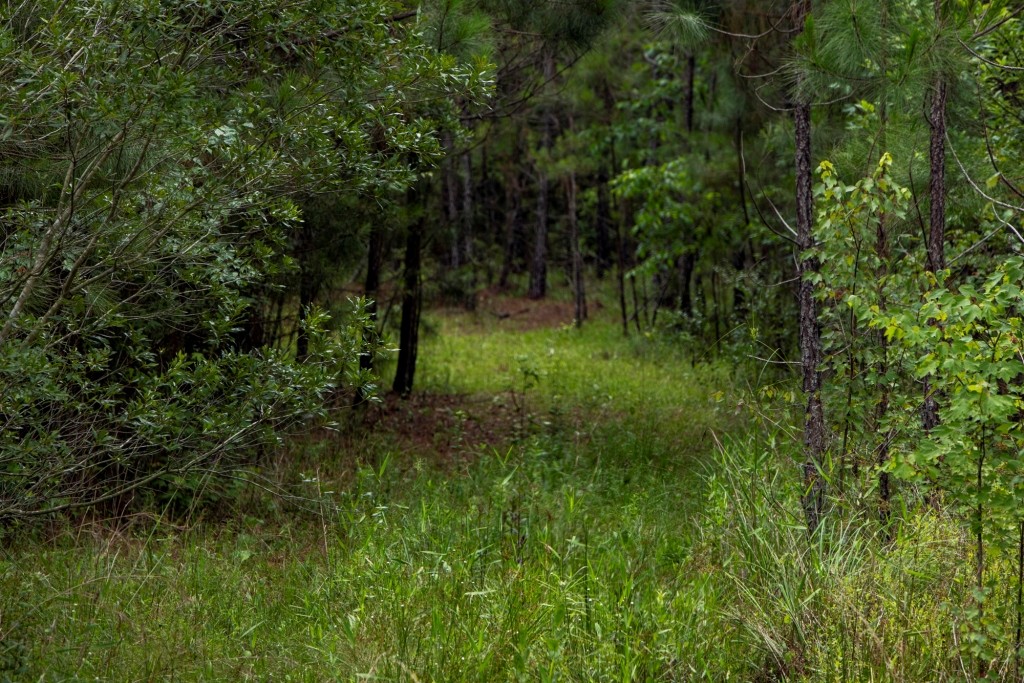 Habersham Pines Photo