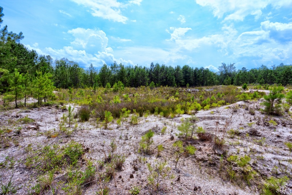 Habersham Pines Photo