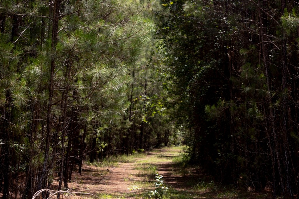 Habersham Pines Photo