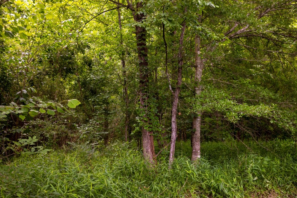 Ulcohatchee Creek Photo