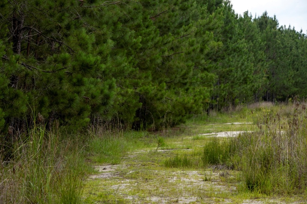 Habersham Pines Photo