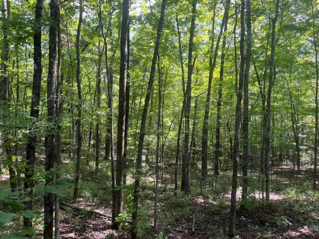 Hunt Walk Plantation Photo