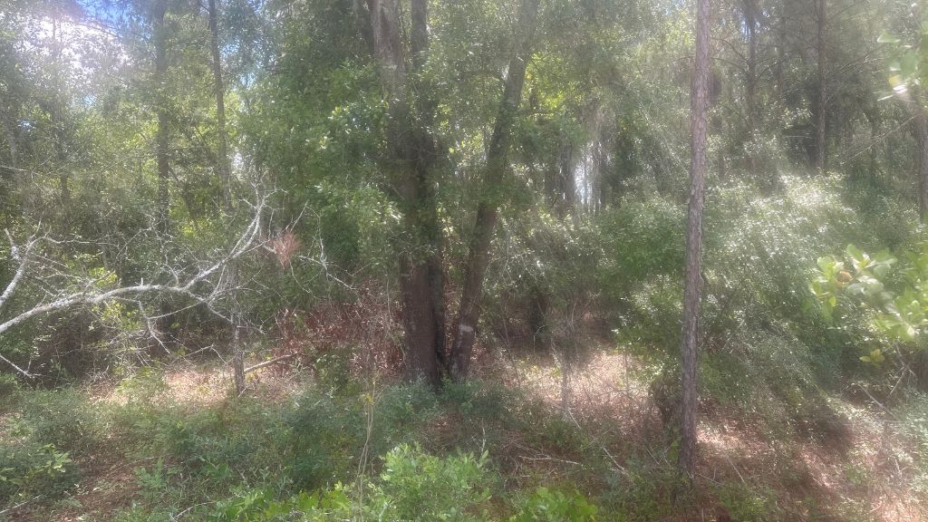 Tattnall Timber Photo