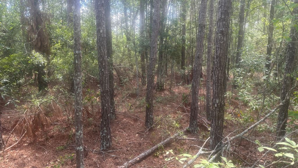 Tattnall Timber Photo