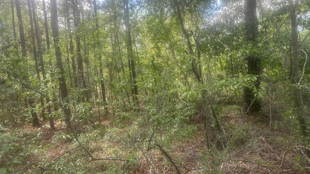 Tattnall Timber Photo