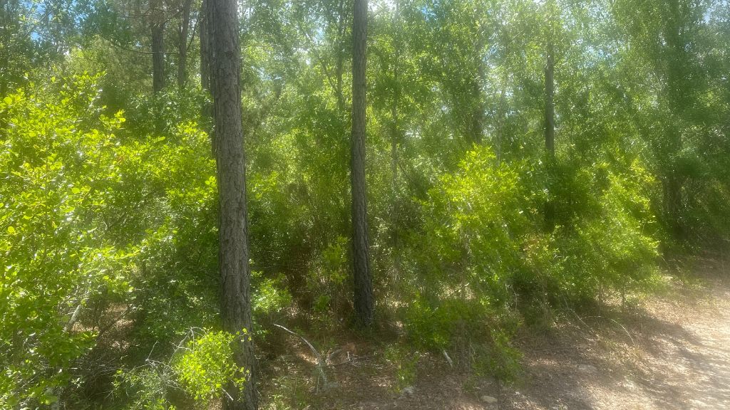 Tattnall Timber Photo