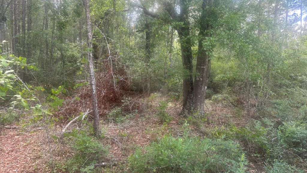 Tattnall Timber Photo