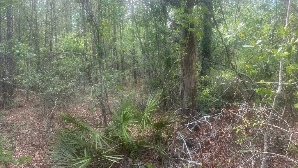 Tattnall Timber Photo