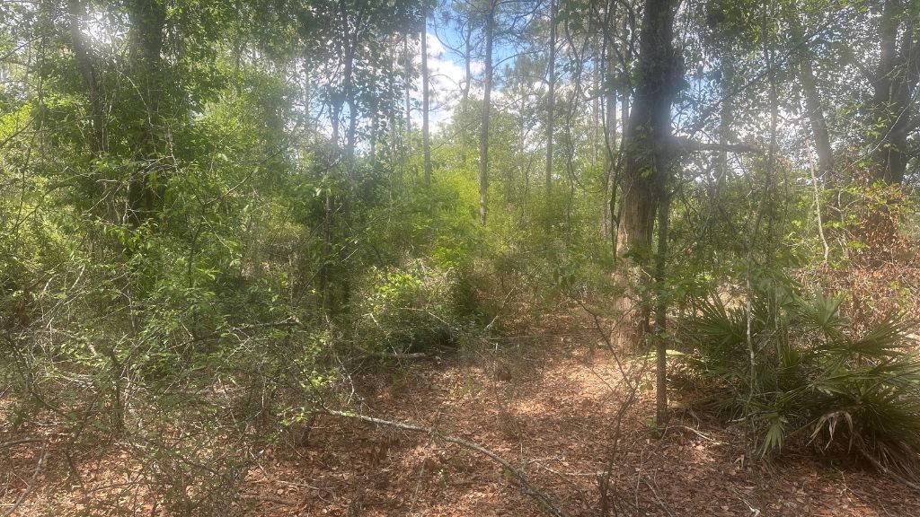 Tattnall Timber Photo