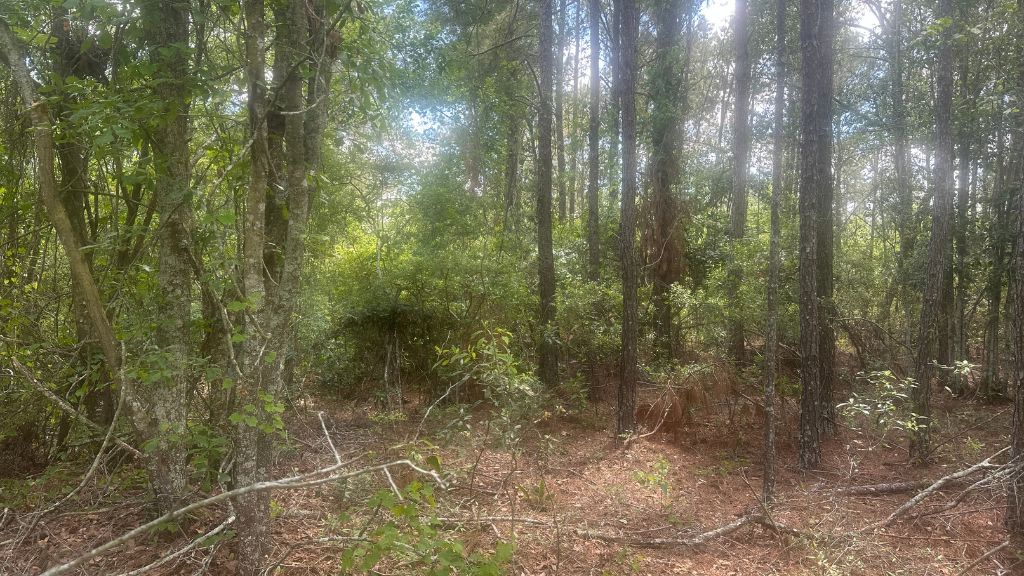 Tattnall Timber Photo