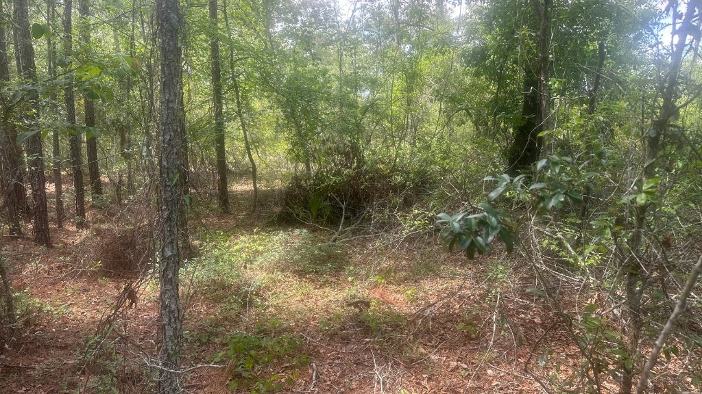 Tattnall Timber Photo