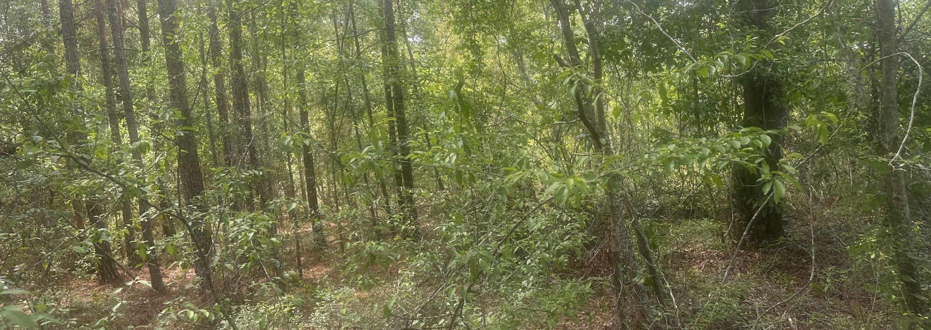 Tattnall Timber Main Photo