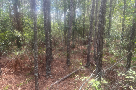 Tattnall Timber