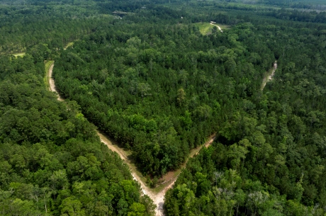 Habersham Pines