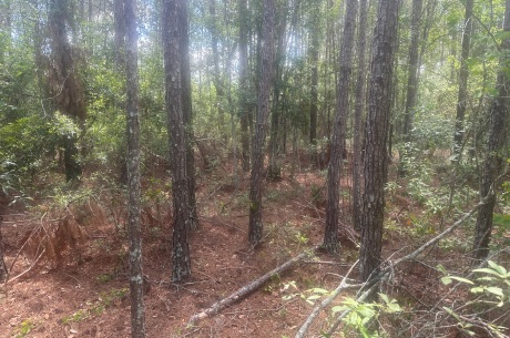 Tattnall Timber