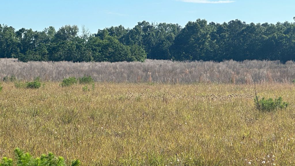 Bull Branch Road Photo