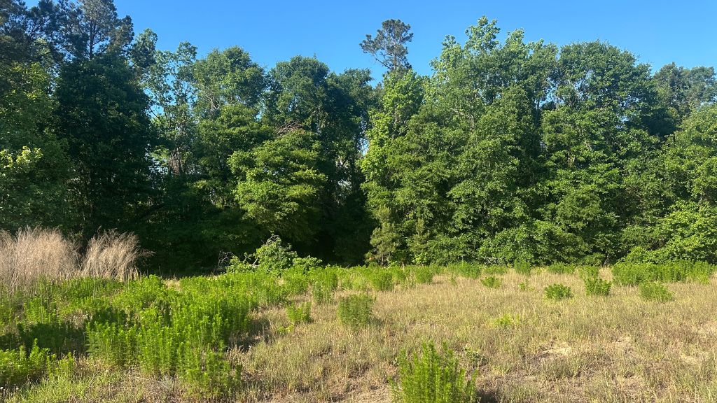 Bull Branch Road Photo