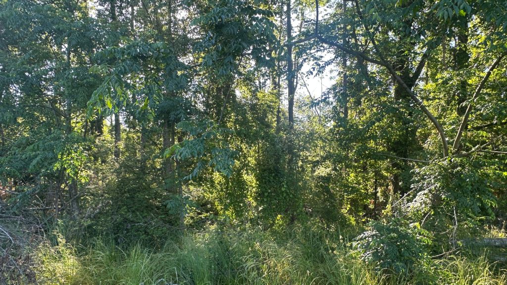 Bull Branch Road Photo