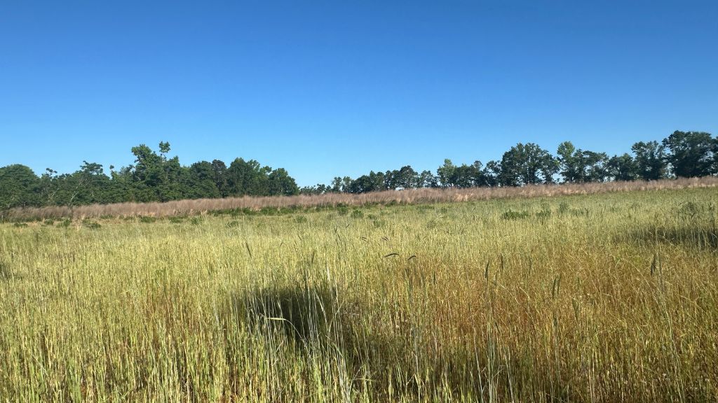 Bull Branch Road Photo