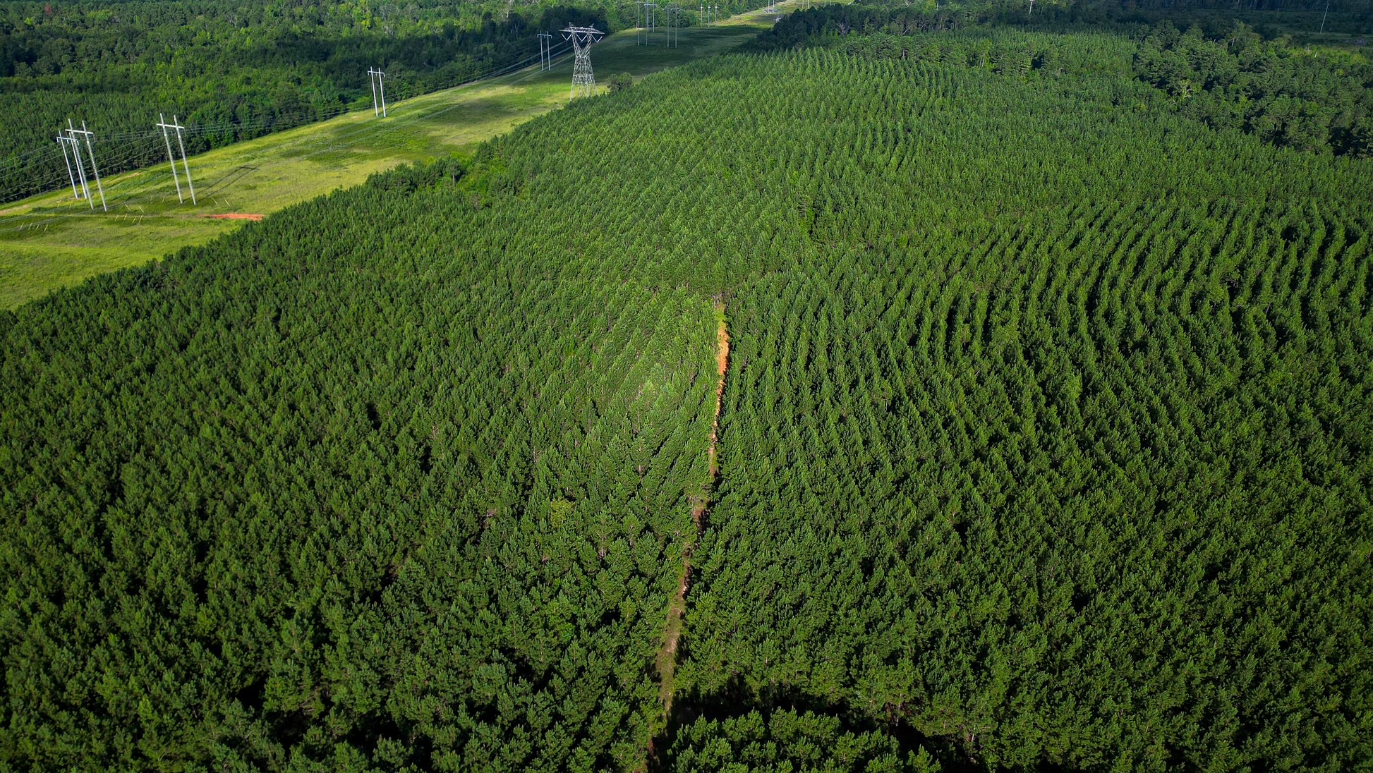 Bartow Pines Photo