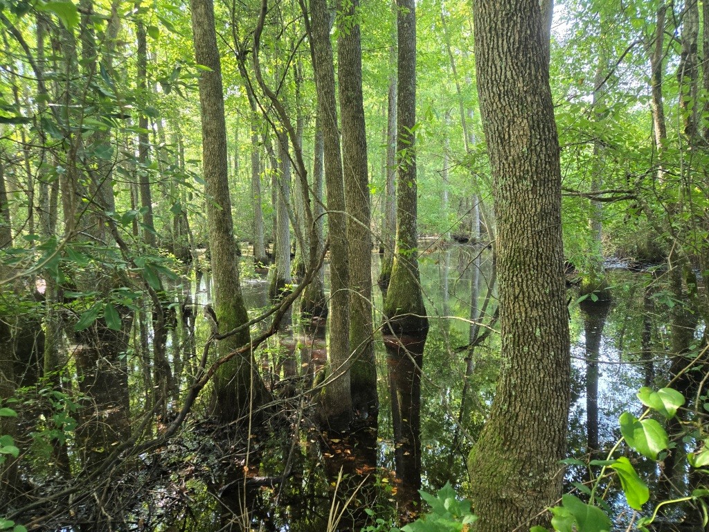 Crawford County Slash Plantation Photo