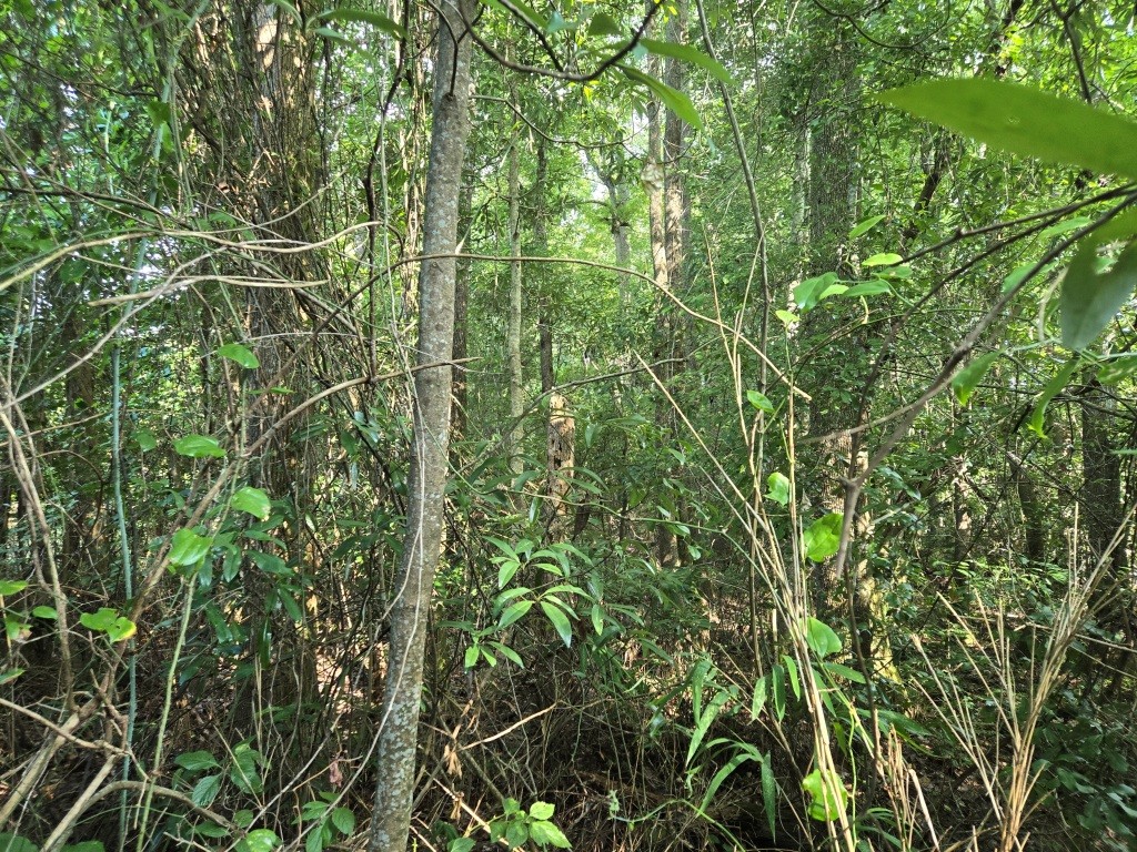 Crawford County Slash Plantation Photo