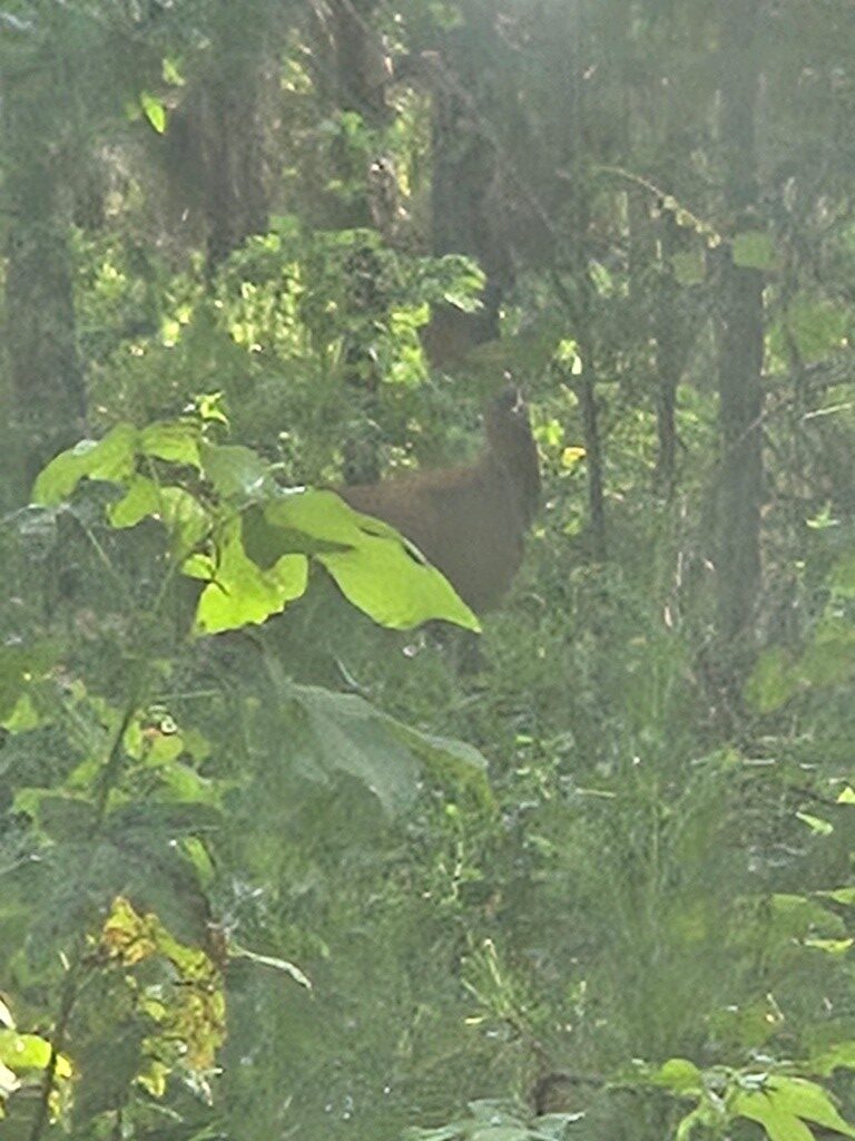 Crawford County Slash Plantation Photo