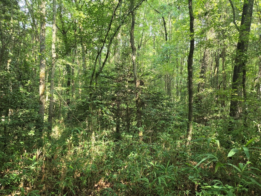 Crawford County Slash Plantation Photo