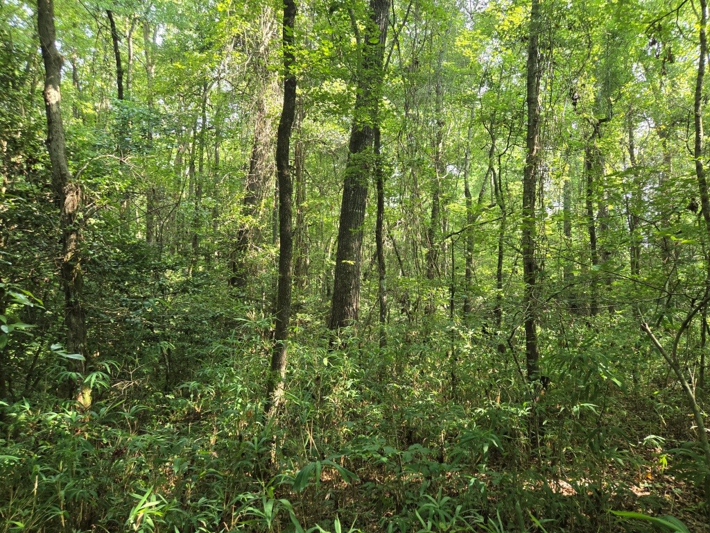 Crawford County Slash Plantation Photo