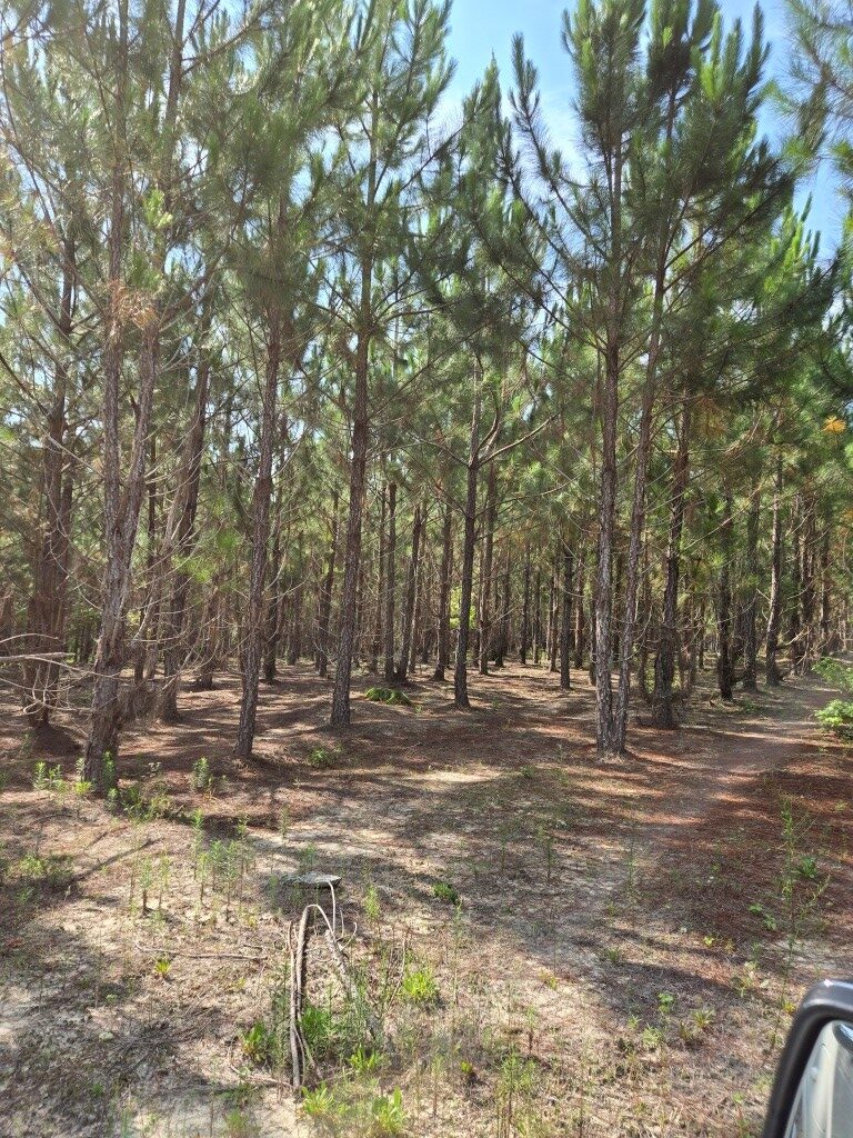 Crawford County Slash Plantation Photo