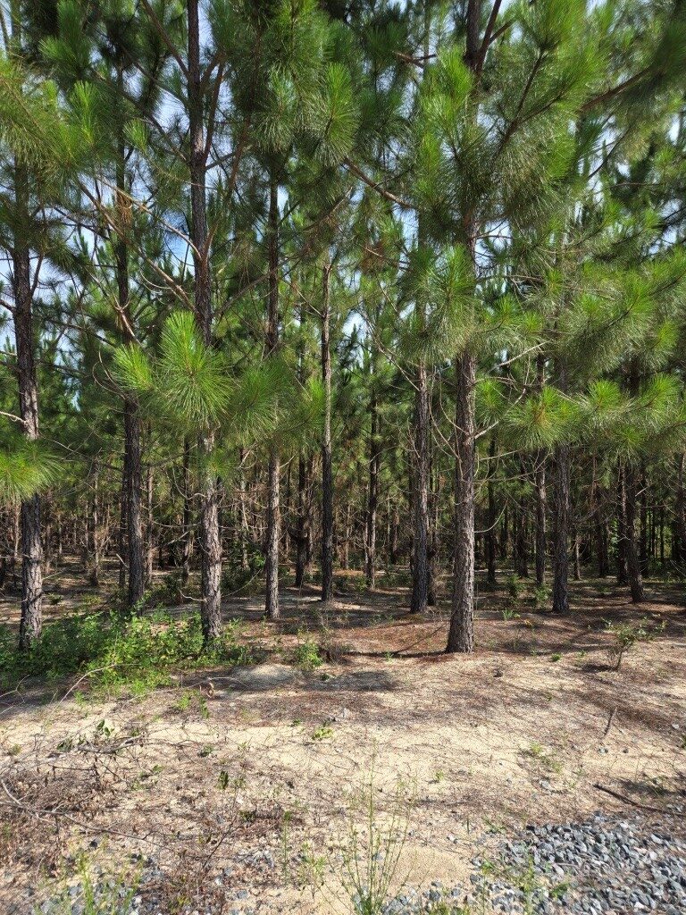 Crawford County Slash Plantation Photo