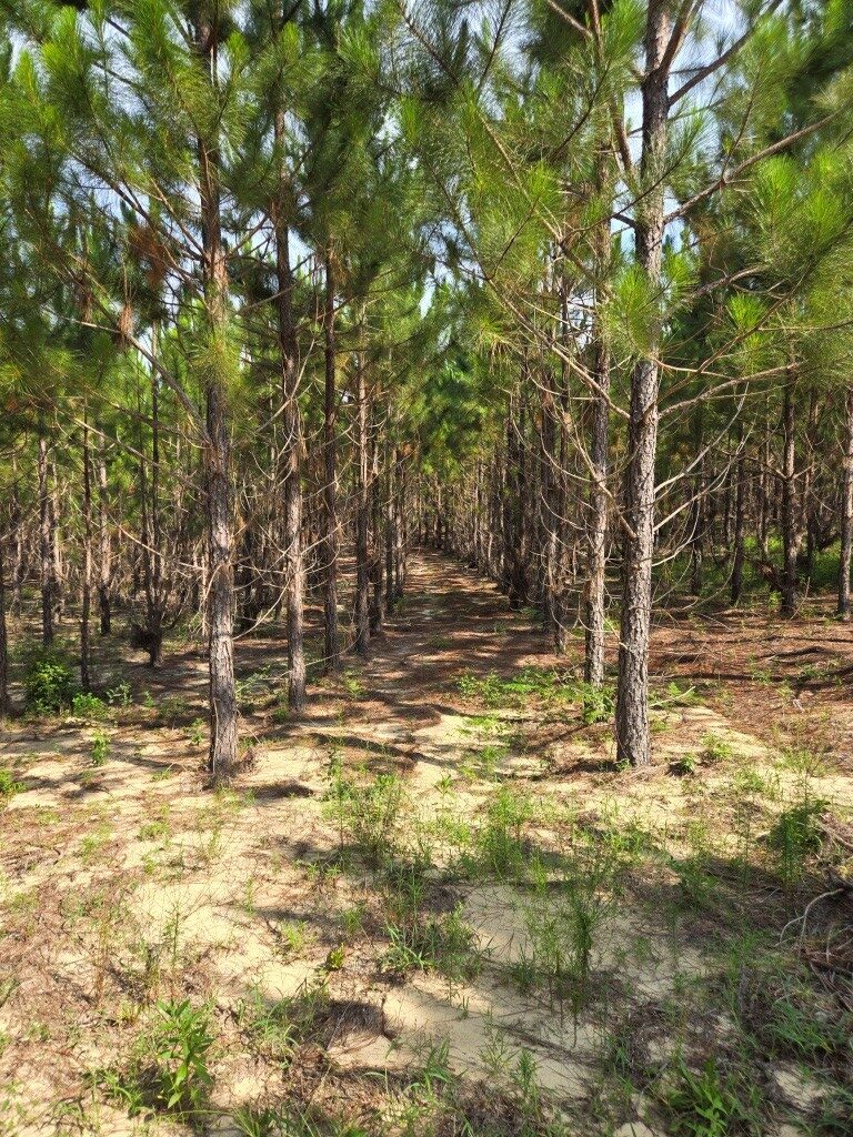 Crawford County Slash Plantation Photo