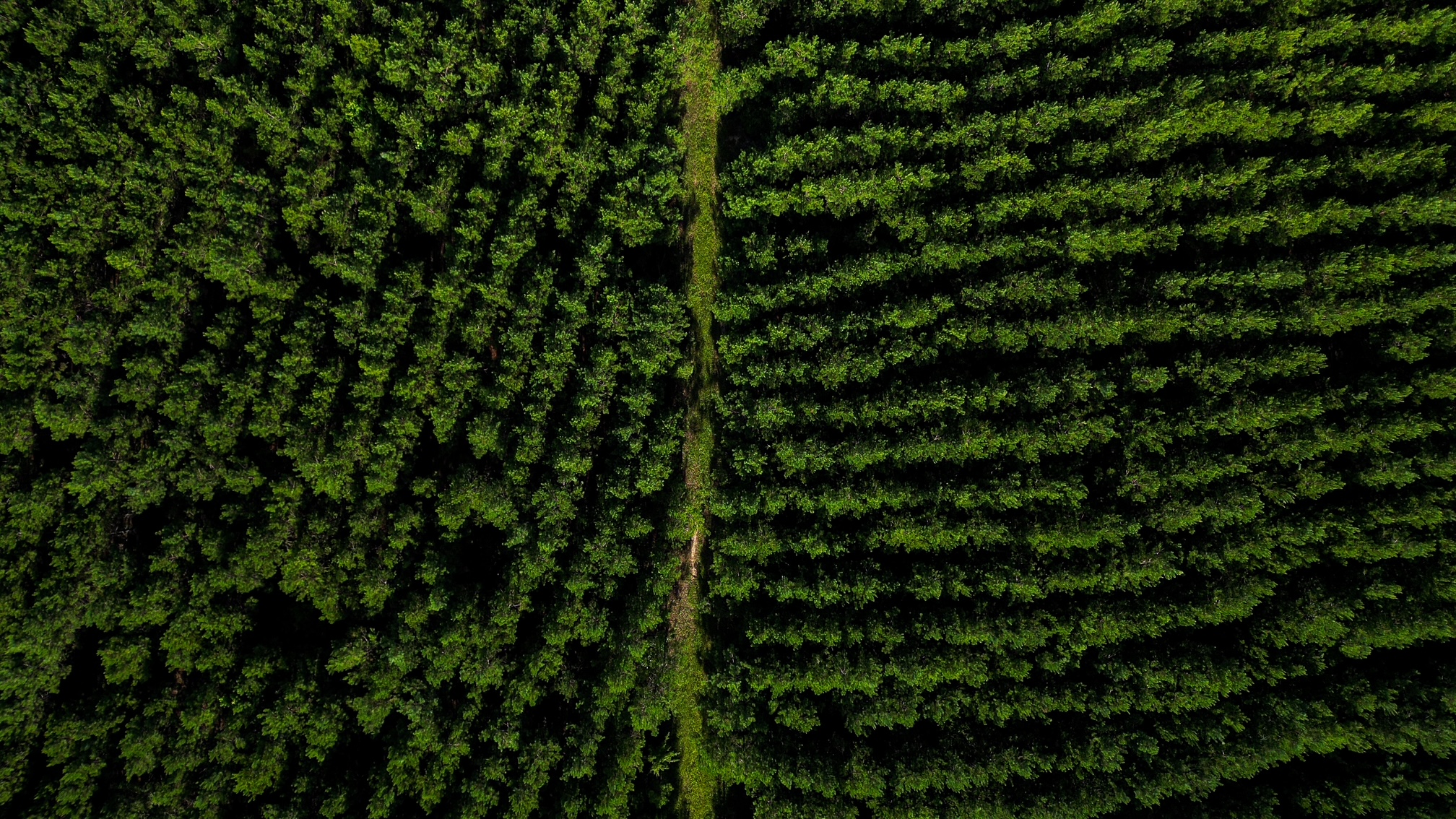 Bartow Pines Photo