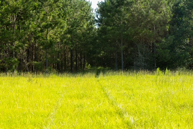 Bartow Pines Photo