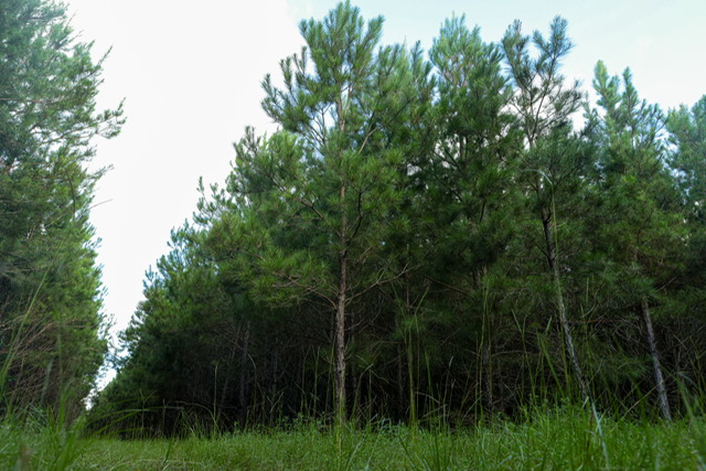 Bartow Pines Photo