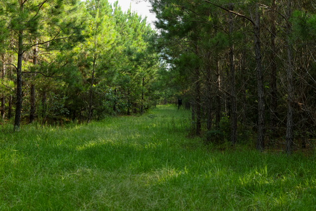 Bartow Pines Photo