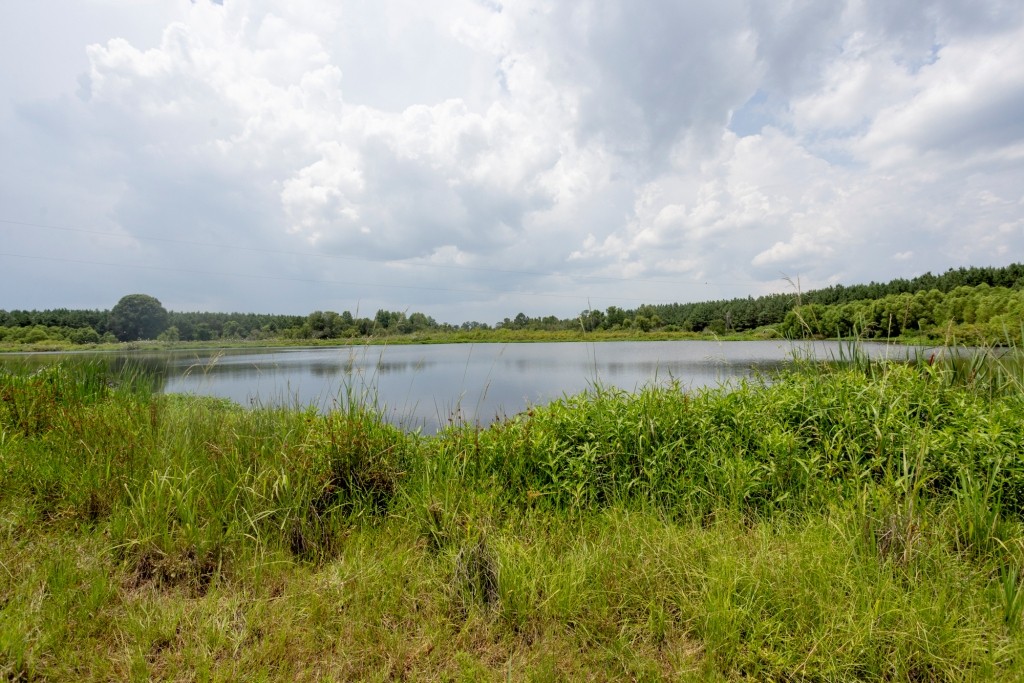 Canoochee Pond Photo