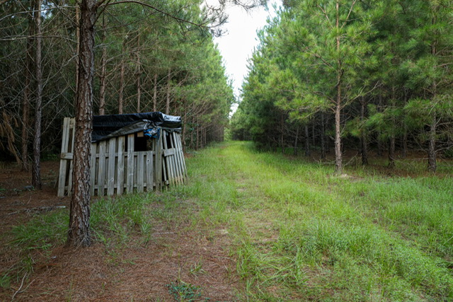 Bartow Pines Photo