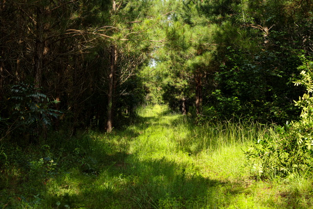Bartow Pines Photo