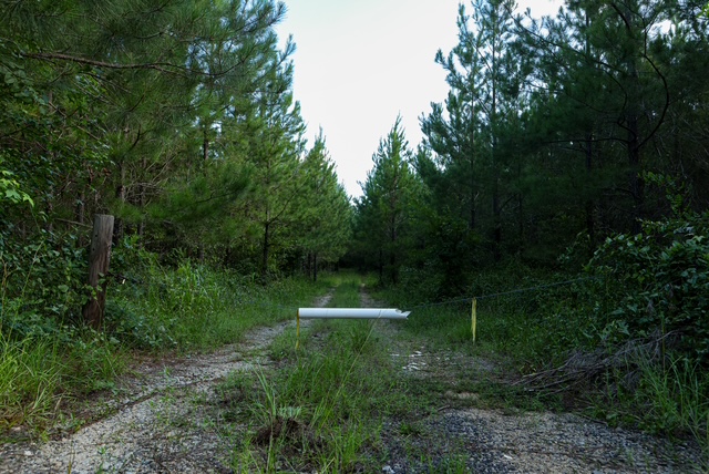Bartow Pines Photo