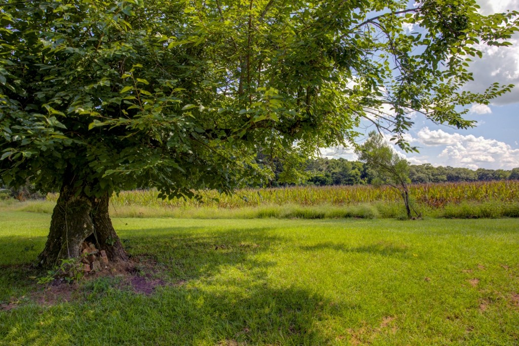 Sugar Creek Mini Farm Photo