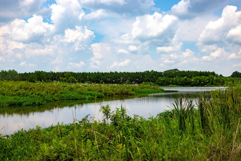 Canoochee Pond Photo