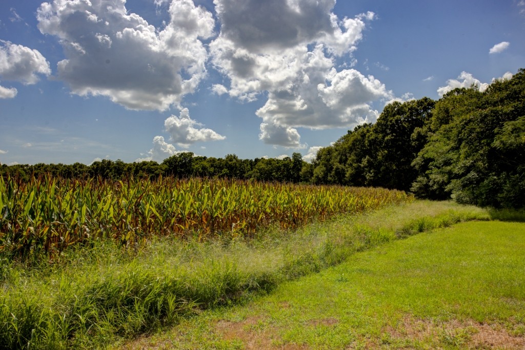 Sugar Creek Mini Farm Photo