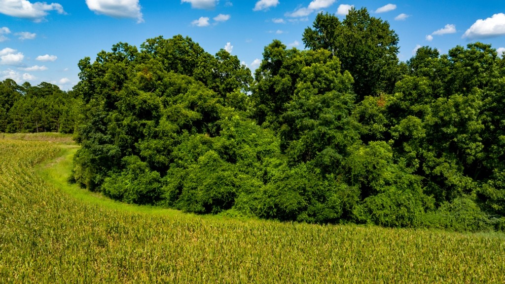 Sugar Creek Mini Farm Photo