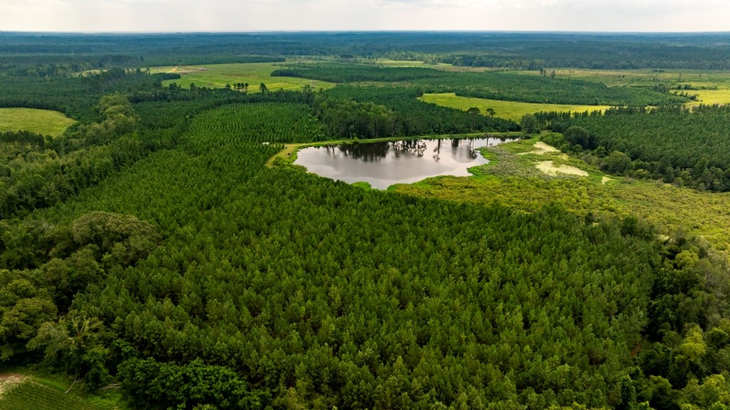 Canoochee Pond Photo