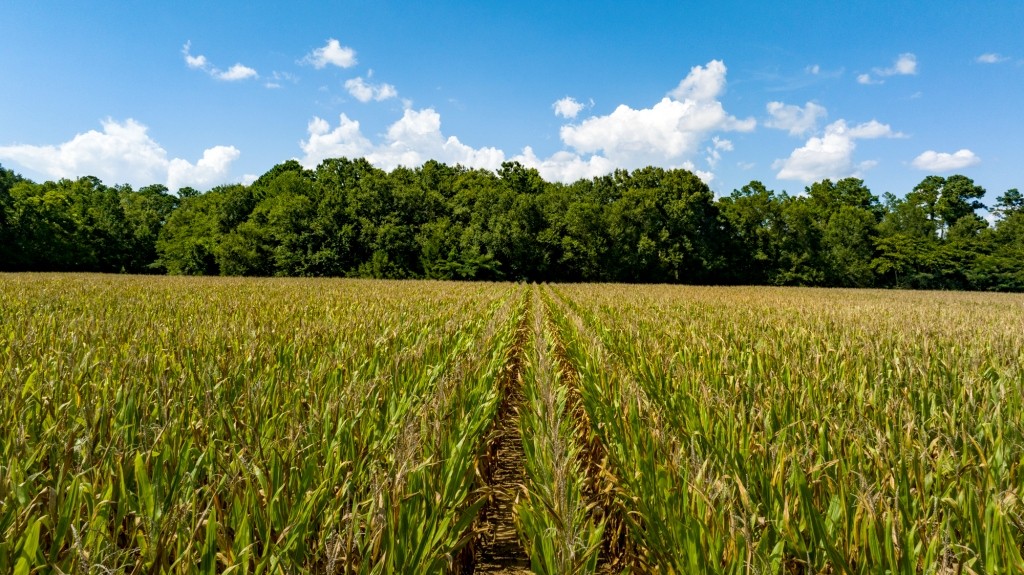 Sugar Creek Mini Farm Photo