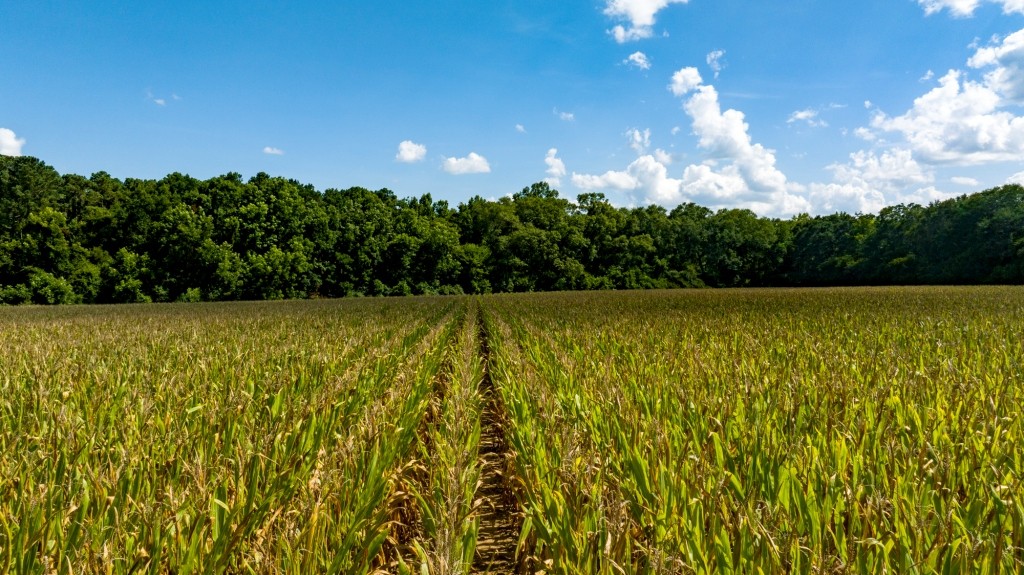 Sugar Creek Mini Farm Photo