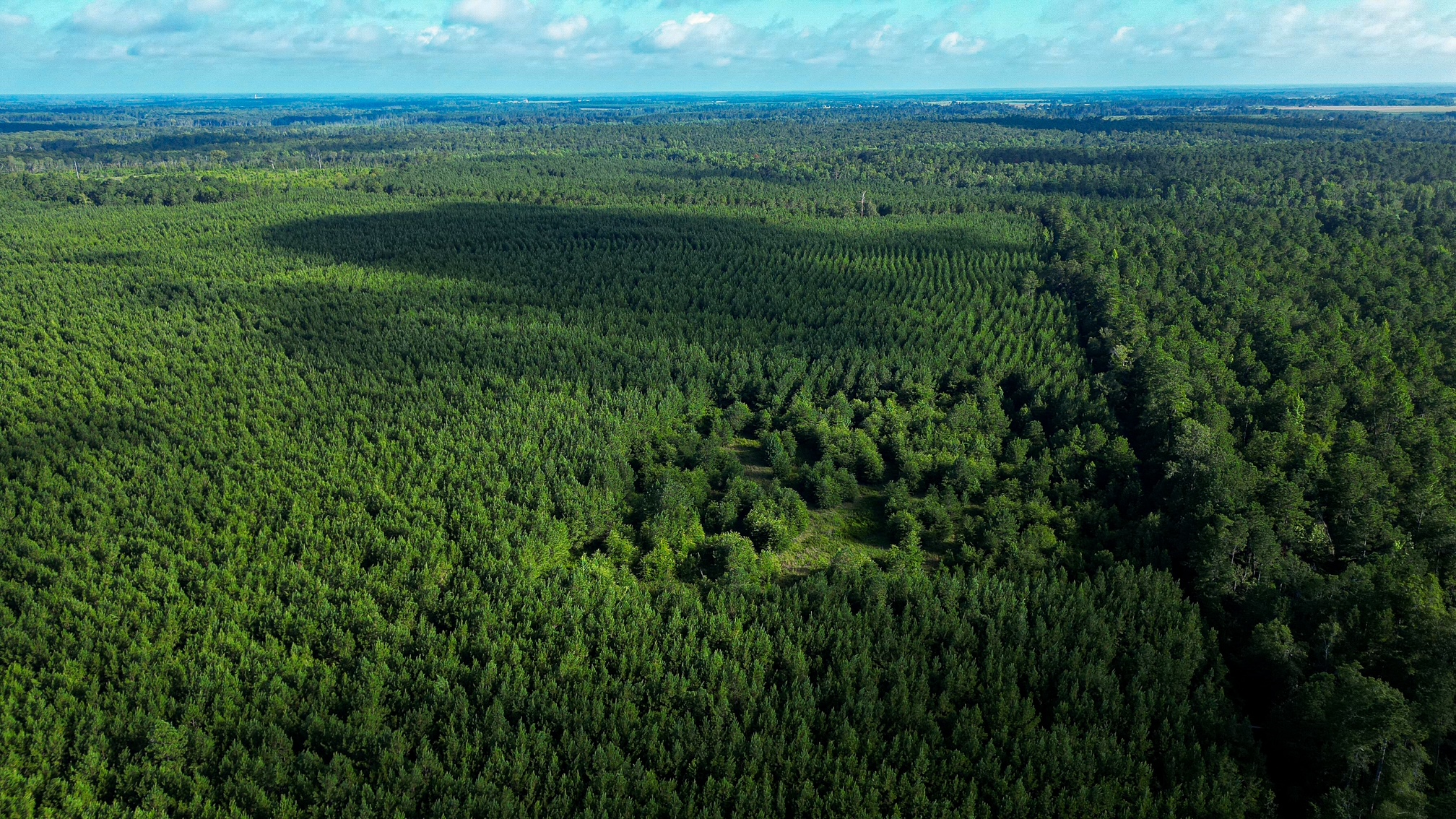 Bartow Pines Photo