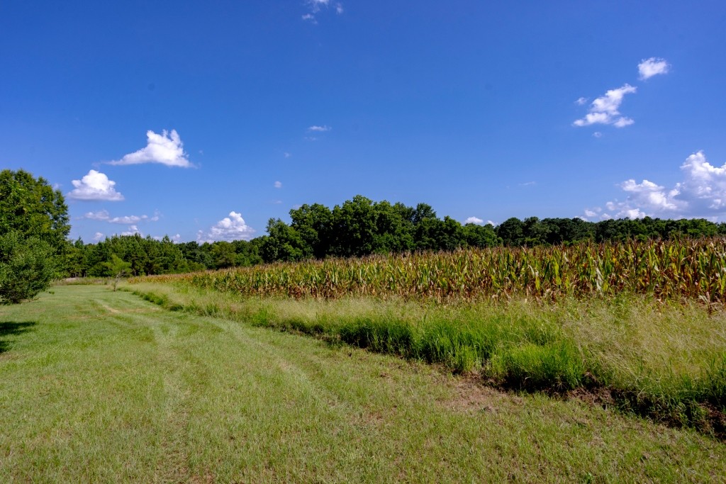 Sugar Creek Mini Farm Photo
