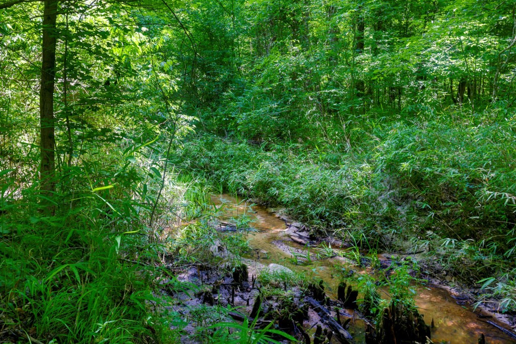 Sugar Creek Mini Farm Photo